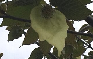 t3985ハンカチの花